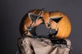 I m too cute to spook. halloween pumpkin. pumpkin made for holiday celebration. symbol of halloween. scary and terrified Royalty Free Stock Photo