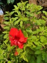 I made sembaruthi flower into thulasi plant Royalty Free Stock Photo