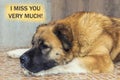 I miss you very much! sad dog Caucasian shepherd lies, rested her head on her paw. Cute red-haired dog with a black face Royalty Free Stock Photo