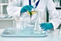 I need this in here...an unrecognizable female scientist transferring a gold liquid from a beaker to a conical flask Royalty Free Stock Photo