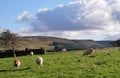 Sheep grazing in windswept pennine fields