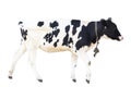 Black and white cow on a white background on a farm, farm animal, beautiful cow Royalty Free Stock Photo