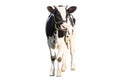 Black and white cow on a white background on a farm, farm animal, beautiful cow Royalty Free Stock Photo