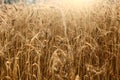 Wheat, lots of wheat, evening, wheat fields, ears, sunset, harvesting Royalty Free Stock Photo