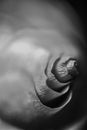 Chest of a rose, chest, love, rose, rose flower, macro, shadow, rose petals