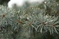 Covered, snowy, wood, spruce, drops, macro, green, spiny, needle, evergreen, blue, fir, coniferous, ice, natural, closeup, frost