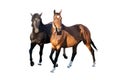 Two beautiful strong young horses black and brown isolated on a white background on a farm, farm animal, wonderful horses Royalty Free Stock Photo