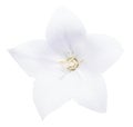 White bell on white background, bell on white background6, flower