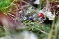 Berries on wood berries on leaves berries in forest berry forest Royalty Free Stock Photo