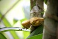 A Costa Rican Eyelash Palm Pit Viper