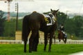 `I am a poor lonesome cowboy`, feels this horse after a race at Hippodrome d`Auteuil Paris