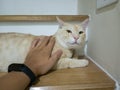 I put my hand on the back of the brown and white cat lying on the ground Royalty Free Stock Photo