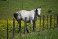 Pale horse in a field of yellow flowers in Texas Royalty Free Stock Photo