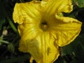 flower of pumpkin after 2 weeks. Royalty Free Stock Photo