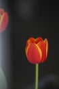 I saw a beautiful noble elegant red tulip