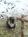 Cat, field, grass, snow Royalty Free Stock Photo