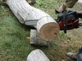 I sawed a tree trunk with a chainsaw, preparing firewood