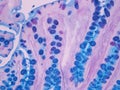 Histology of the Colon Royalty Free Stock Photo