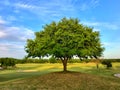 I see trees of green