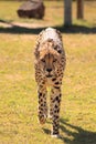 I see you cheetah Royalty Free Stock Photo