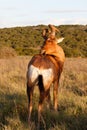 I seee you - Red Harte-beest - Alcelaphus buselaphus caama