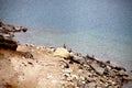 The mani stone pile, an object of tibetan buddhism