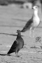 Small and Big standing Birds Royalty Free Stock Photo