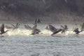 Cormorants being startle Royalty Free Stock Photo