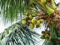 green coconut tree Royalty Free Stock Photo