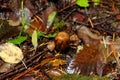 Psilocybin Hallucinogenic Mushrooms, Lewisville, WA, USA