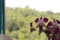 Purple orchid in my room