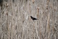 Red Winged Black Bird on the Pond