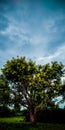 I think the trees and the Sky are the bestfriends. Royalty Free Stock Photo