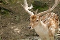 I am too sexy, FALLOW DEER at deer forest at Southwicks zoo mendon ma Royalty Free Stock Photo