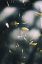 Macro Shot of Bamboo leaves