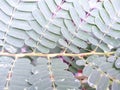 I took a close up photo of the tamarind leaves to see the pattern of the bone leaves. Royalty Free Stock Photo