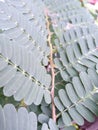 I took a close up photo of the tamarind leaves to see the pattern of the bone leaves. Royalty Free Stock Photo