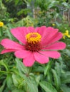 Pink flowers in kiram village