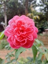 Pink flowers in kiram village