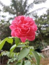 Pink flowers in kiram village