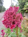 Pink flowers in kiram village