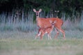 White-tailed Doe and Her Fawn
