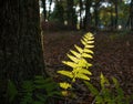 An isoled bright fern in the evening light in an undergrowth
