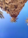 Palm trees during daytime in the field