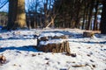 I took a picture of half a tree and snow