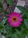 Pink Zinnia for creative backgrounds.