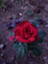 Red roses in my garden for the background and creative deisgn.