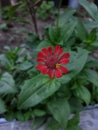 Red Zinnia for creative backgrounds.