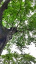 Trees with lush leaves for the background.