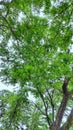 Trees with lush leaves for the background.